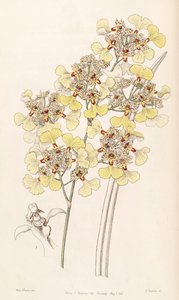 Illustration of Trichocentrum lacerum (as syn. Oncidium lacerum) by Miss Drake